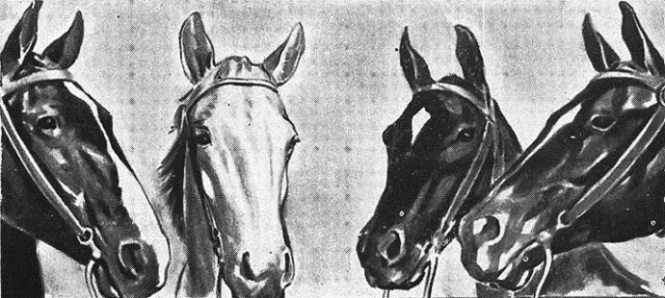 Horse Show Programs, 1934-1955